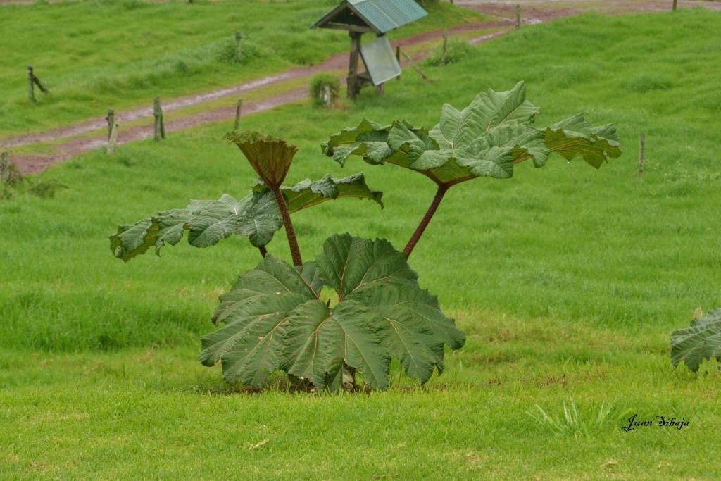 Foto: Freddo Leche Tours - Poasito (Alajuela), Costa Rica
