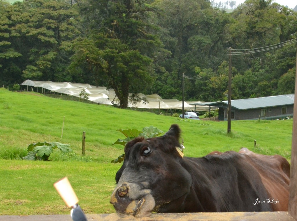 Foto: Freddo Leche Tours - Poasito (Alajuela), Costa Rica