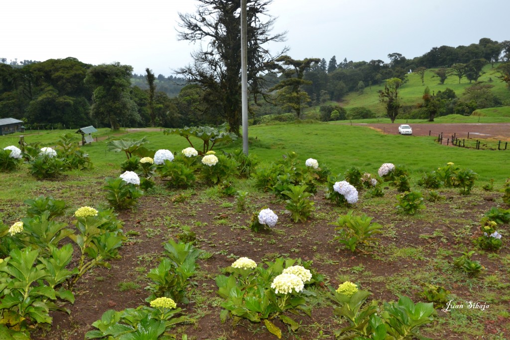 Foto: Freddo Leche Tours - Poasito (Alajuela), Costa Rica