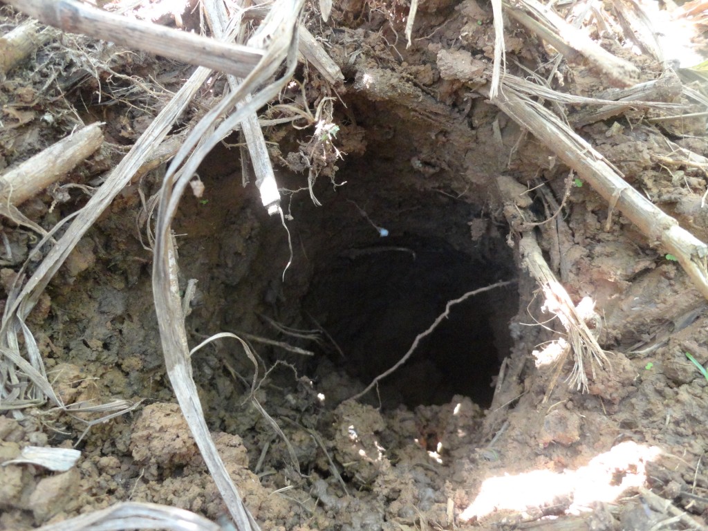 Foto: Hueco de armadillo - Simón Bolívar (Mushullacta) (Pastaza), Ecuador
