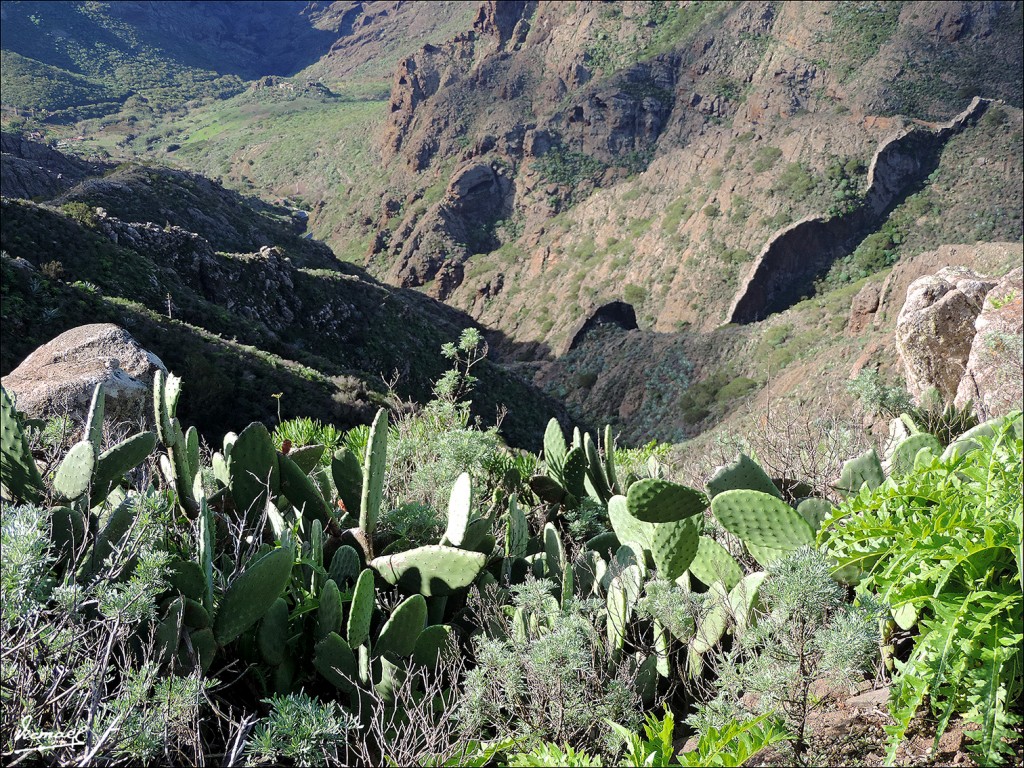Foto: 131219-33 EXCURSION A MASCA - Masca (Santa Cruz de Tenerife), España