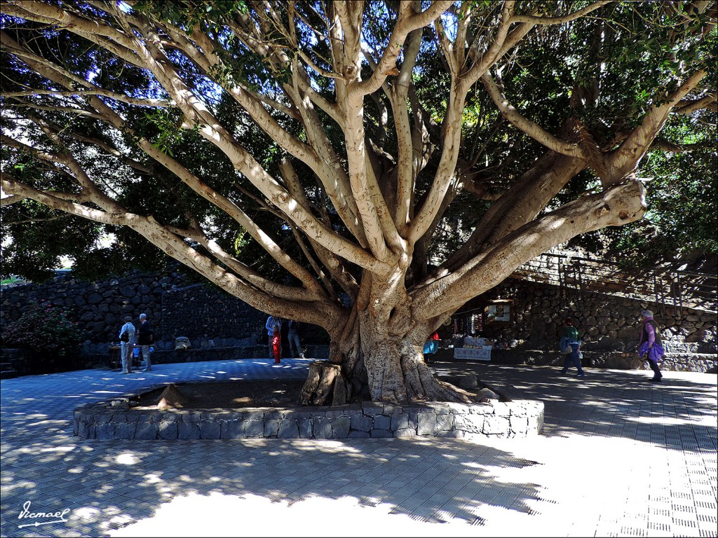 Foto: 131219-65 EXCURSION A MASCA - Masca (Santa Cruz de Tenerife), España
