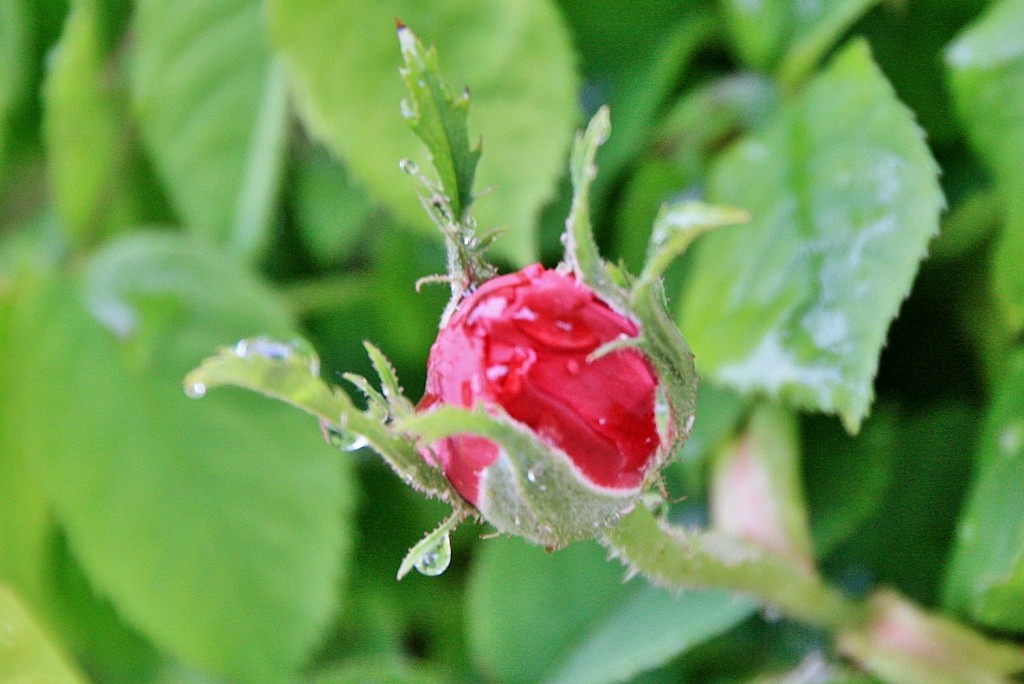 Foto: Primavera - Pampliega (Burgos), España