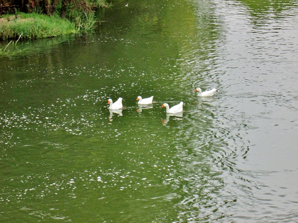 Foto: Rio Arlanzón - Pampliega (Burgos), España