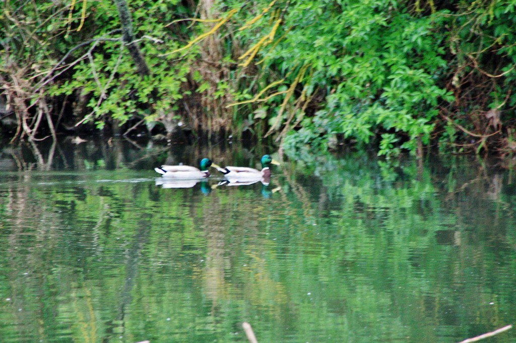 Foto: Rio Arlanzón - Pampliega (Burgos), España
