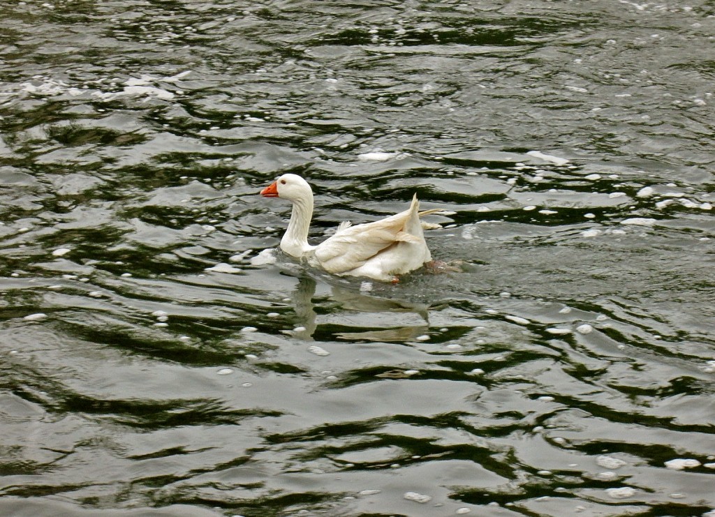 Foto: Rio Arlanzón - Pampliega (Burgos), España