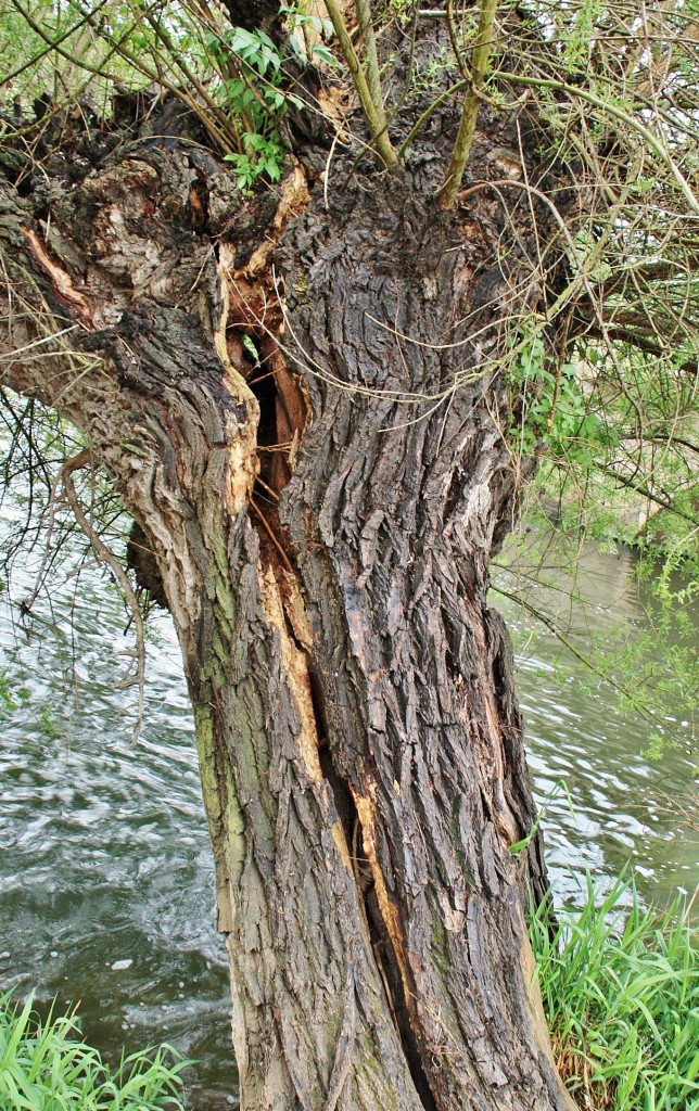 Foto: Rio Arlanzón - Pampliega (Burgos), España