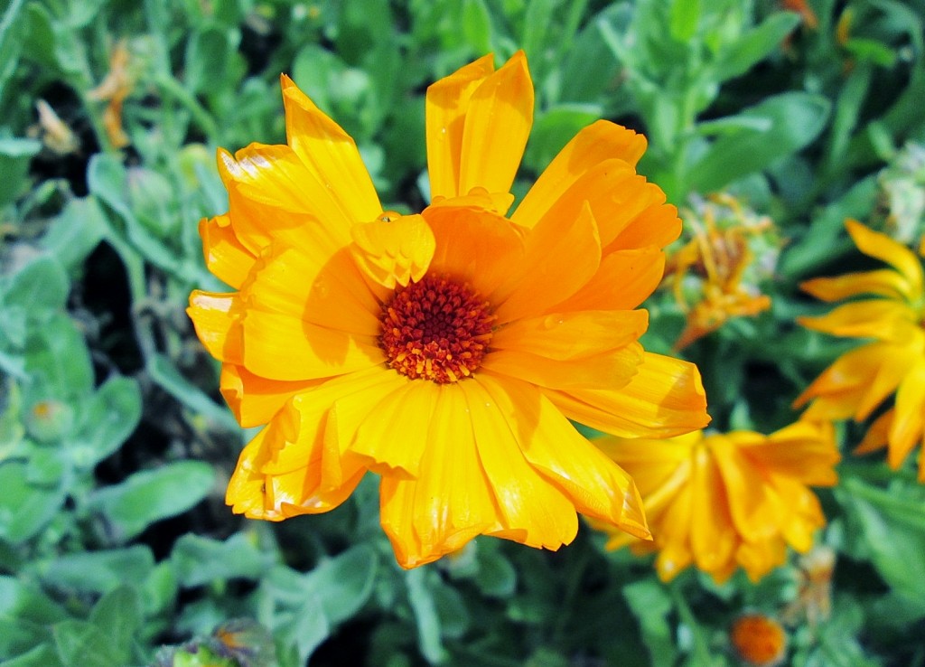 Foto: Primavera - Castrojeriz (Burgos), España