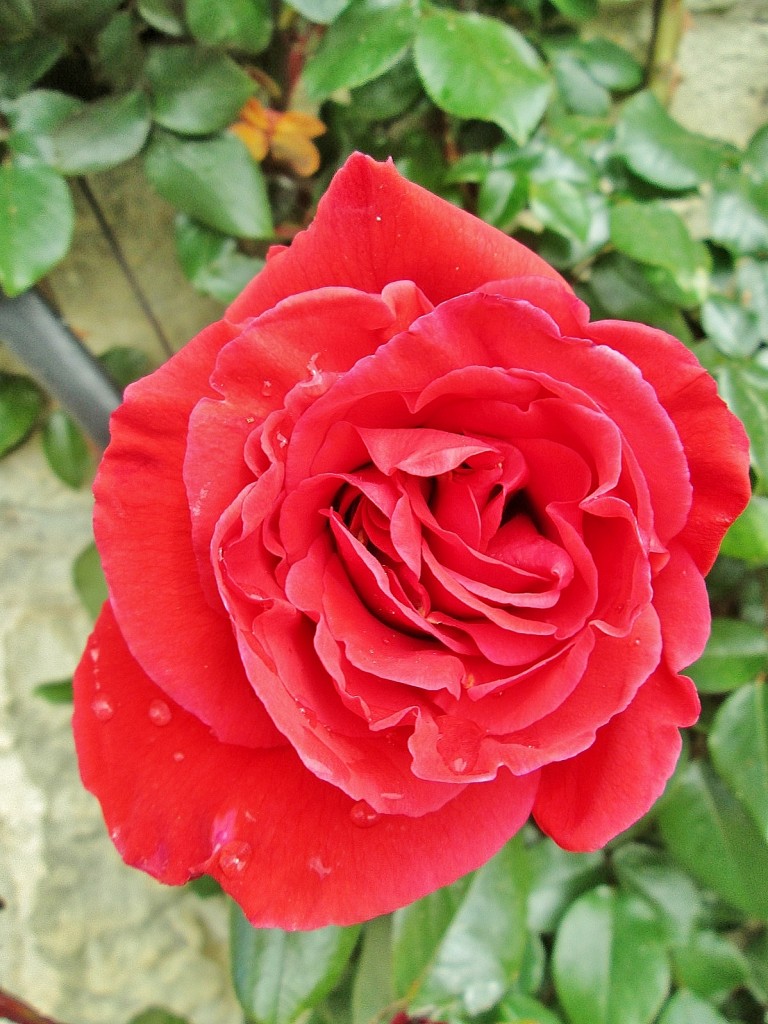 Foto: Primavera - Castrojeriz (Burgos), España