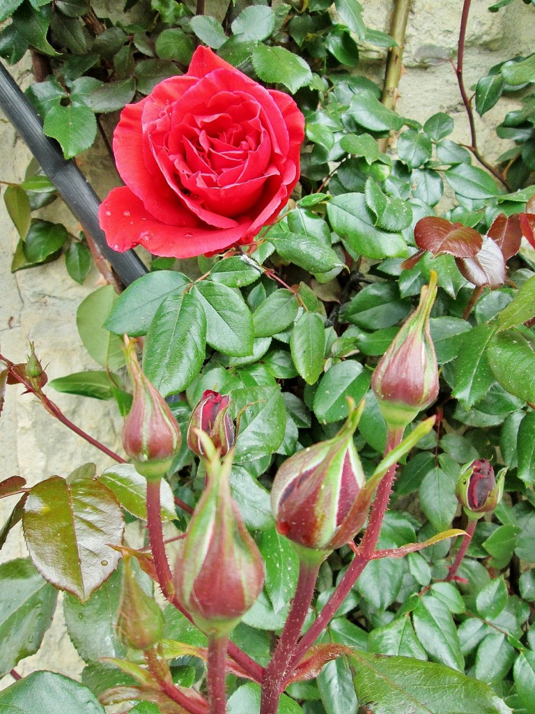 Foto: Primavera - Castrojeriz (Burgos), España