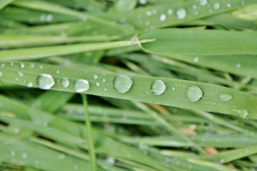 Foto: Rocío - Castrojeriz (Burgos), España