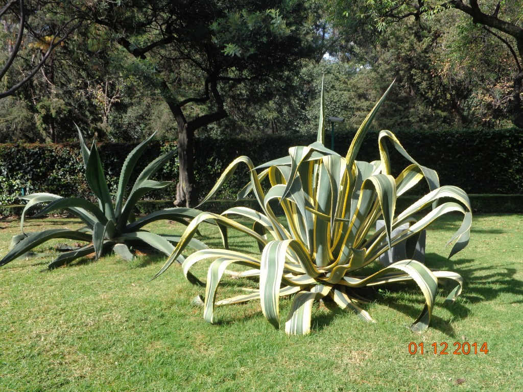 Foto: Magueyes - México (The Federal District), México