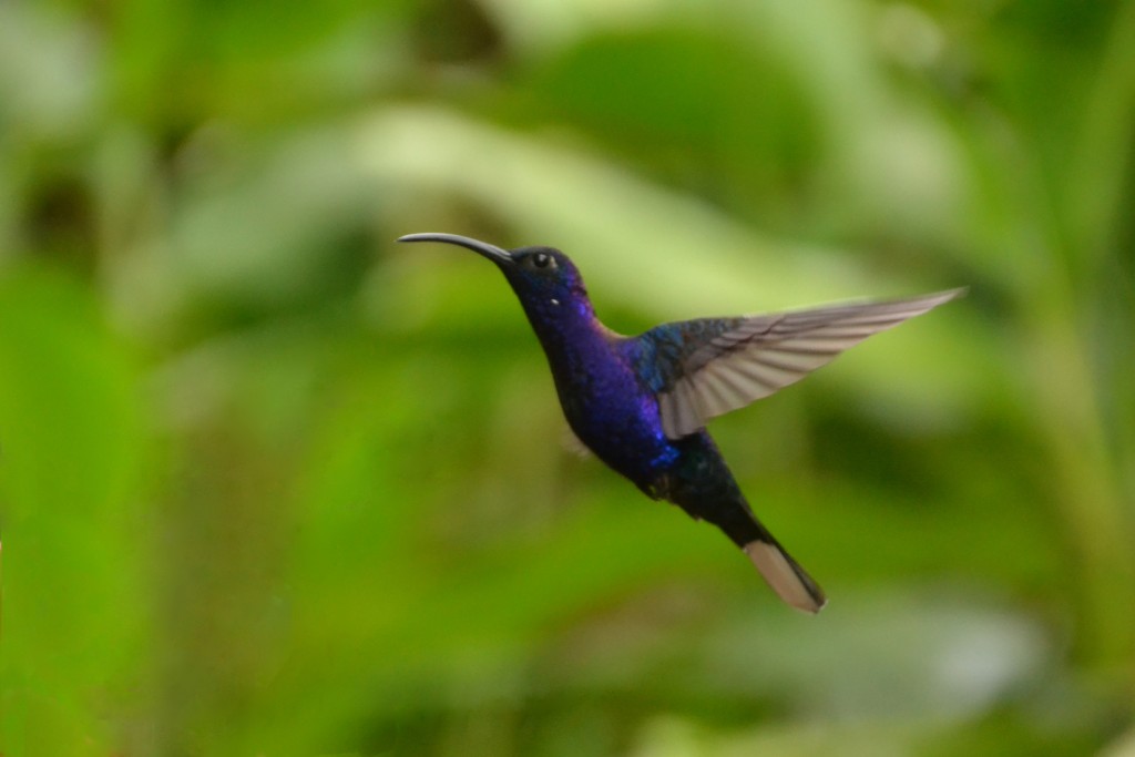 Foto de Vara Blanca (Alajuela), Costa Rica