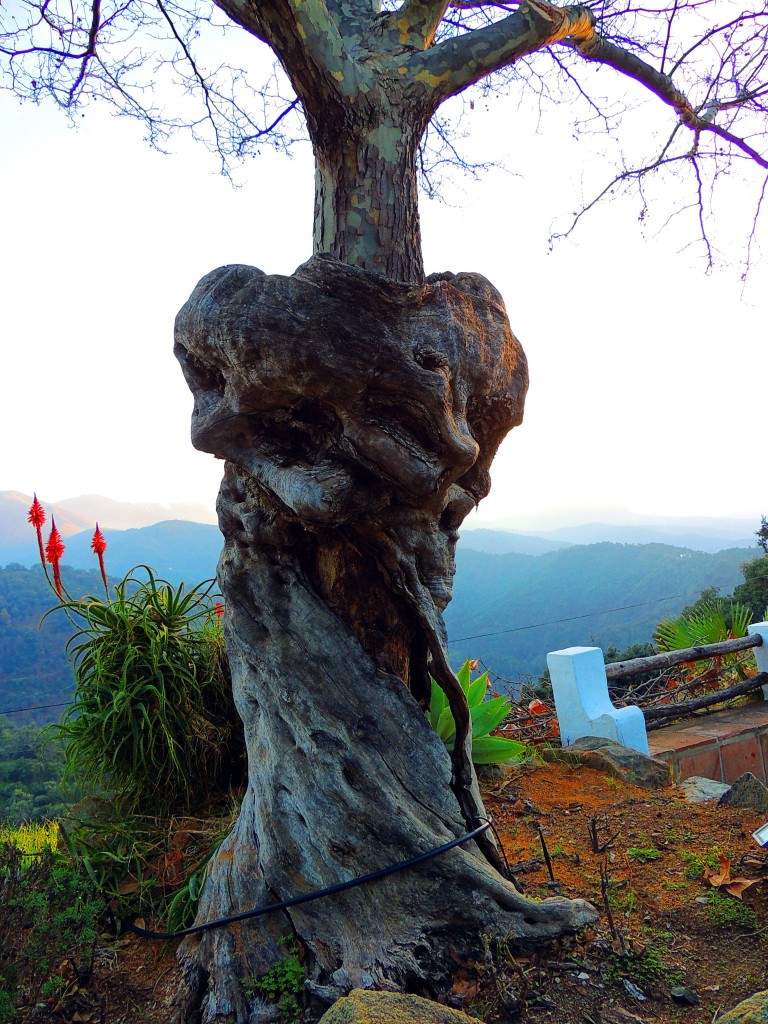 Foto: Capricho de la Naturaleza - Genalguacil (Málaga), España