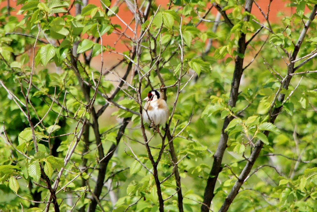 Foto: Primavera - Castrojeriz (Burgos), España