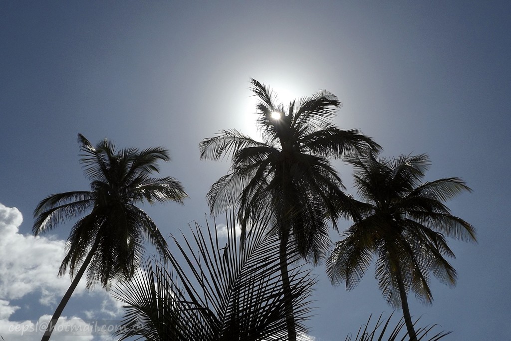 Foto: Palmeras al sol - Cuyagua (Aragua), Venezuela