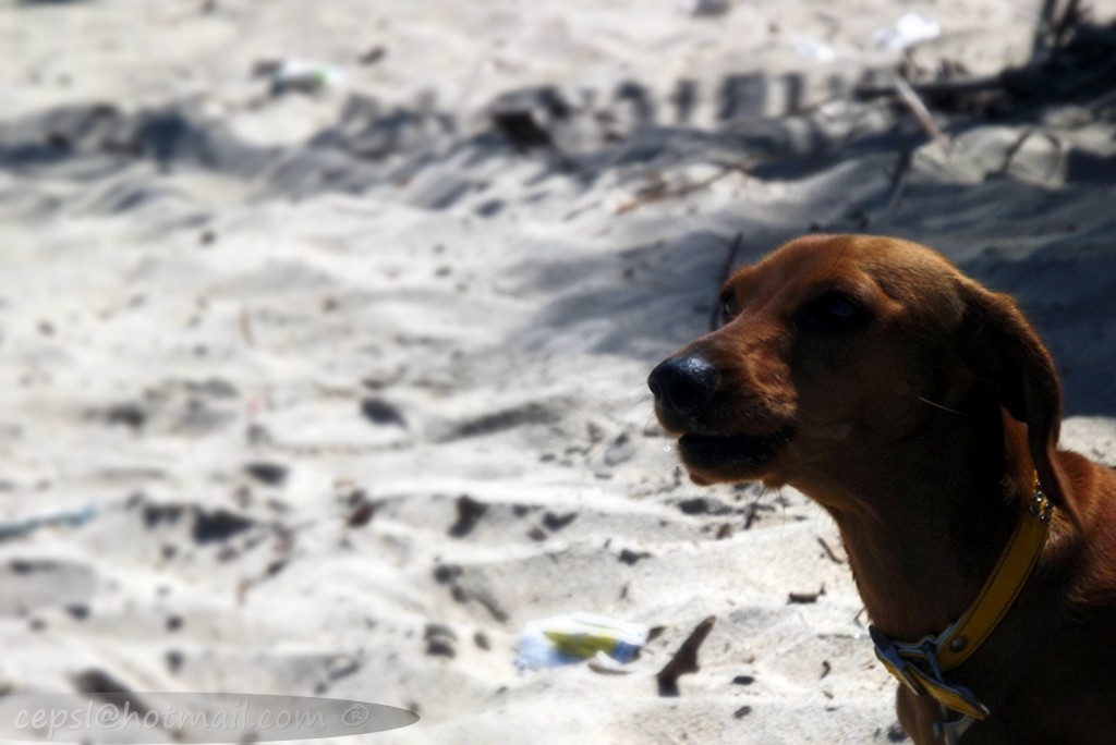 Foto: Dog - Cuyagua (Aragua), Venezuela