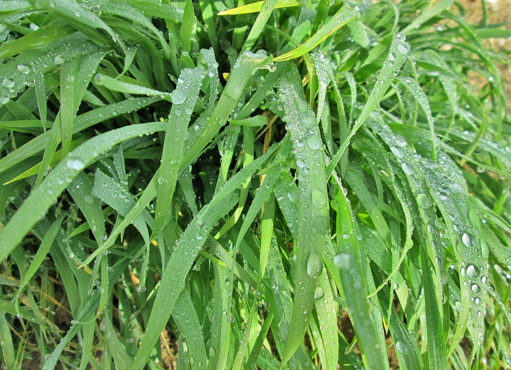 Foto: Rocío - Villasandino (Burgos), España