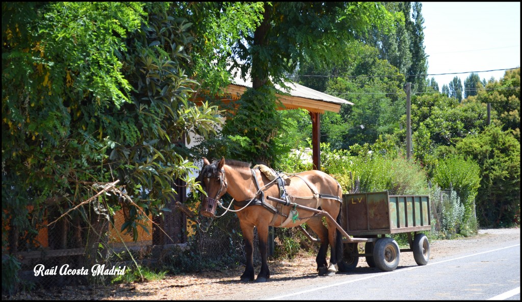 Foto de Salsipuedes (Libertador General Bernardo OʼHiggins), Chile