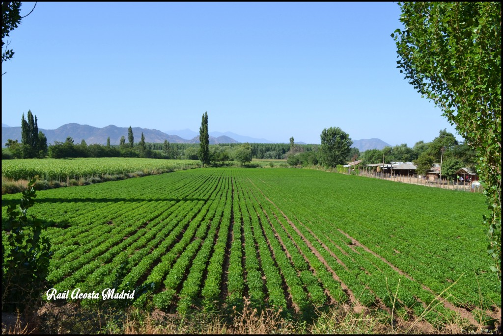 Foto de Malloa (Libertador General Bernardo OʼHiggins), Chile
