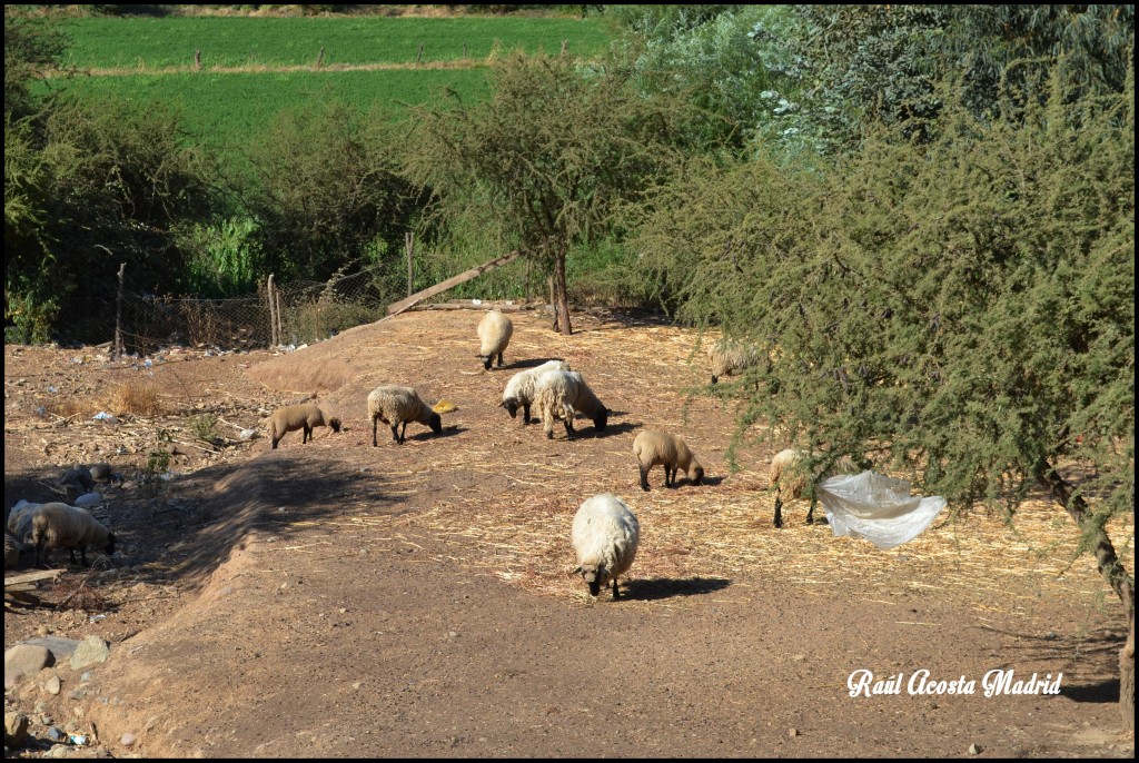 Foto de San Vicente de Tagua Tagua (Libertador General Bernardo OʼHiggins), Chile