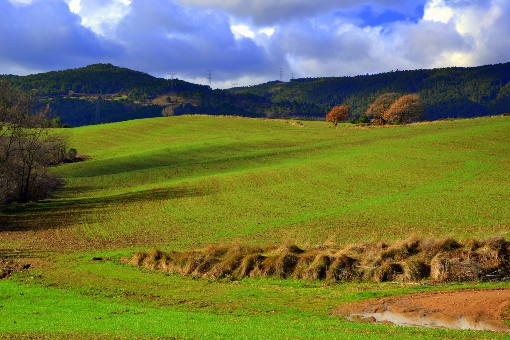 Foto: Campos de cereal - Torrelles de Foix (Barcelona), España