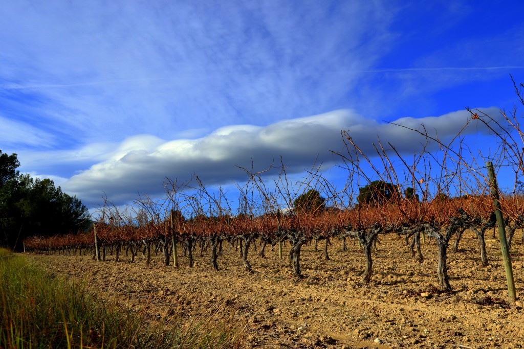 Foto: Viñas y nubes. - Torrelles de Foix (Barcelona), España