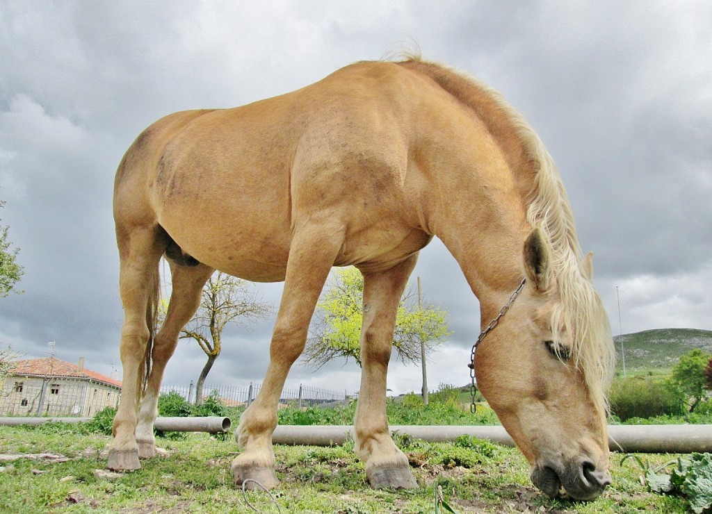 Foto: Primer plano - Huermeces (Burgos), España