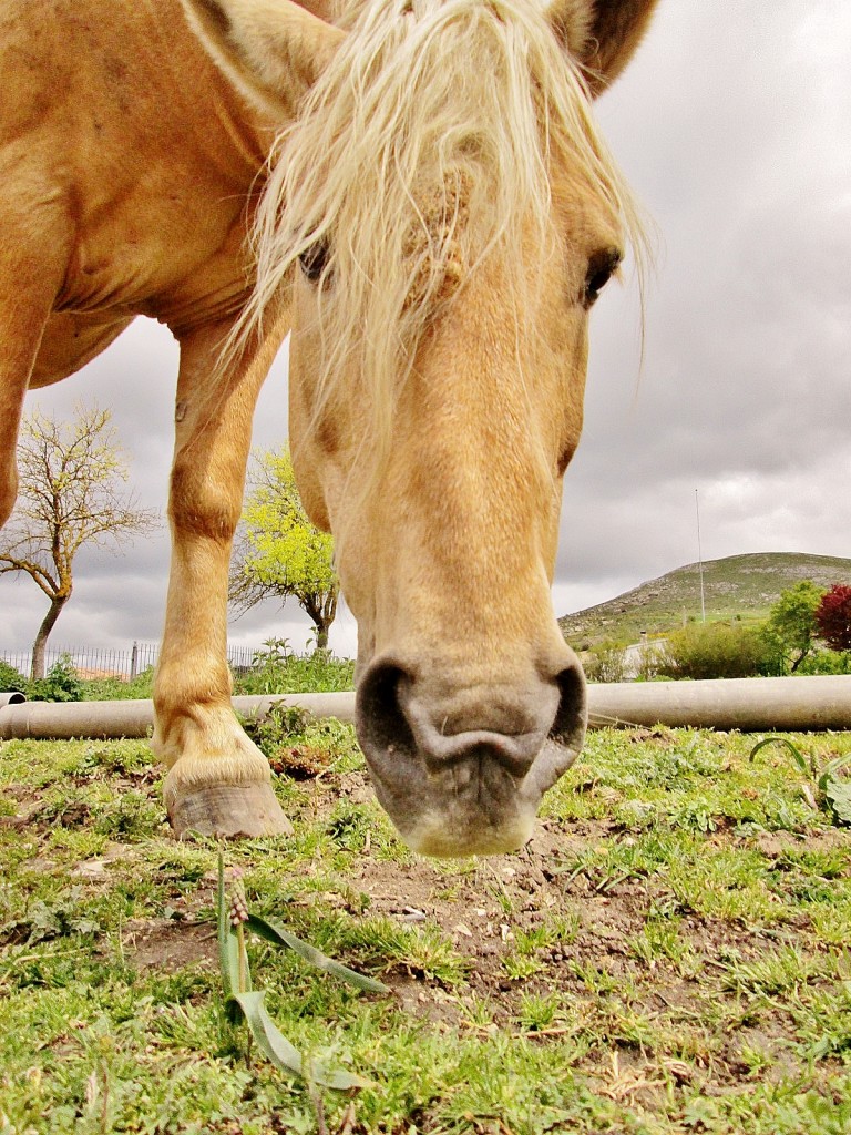Foto: Caballo - Huermeces (Burgos), España