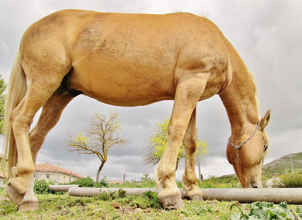 Foto: Caballo - Huermeces (Burgos), España