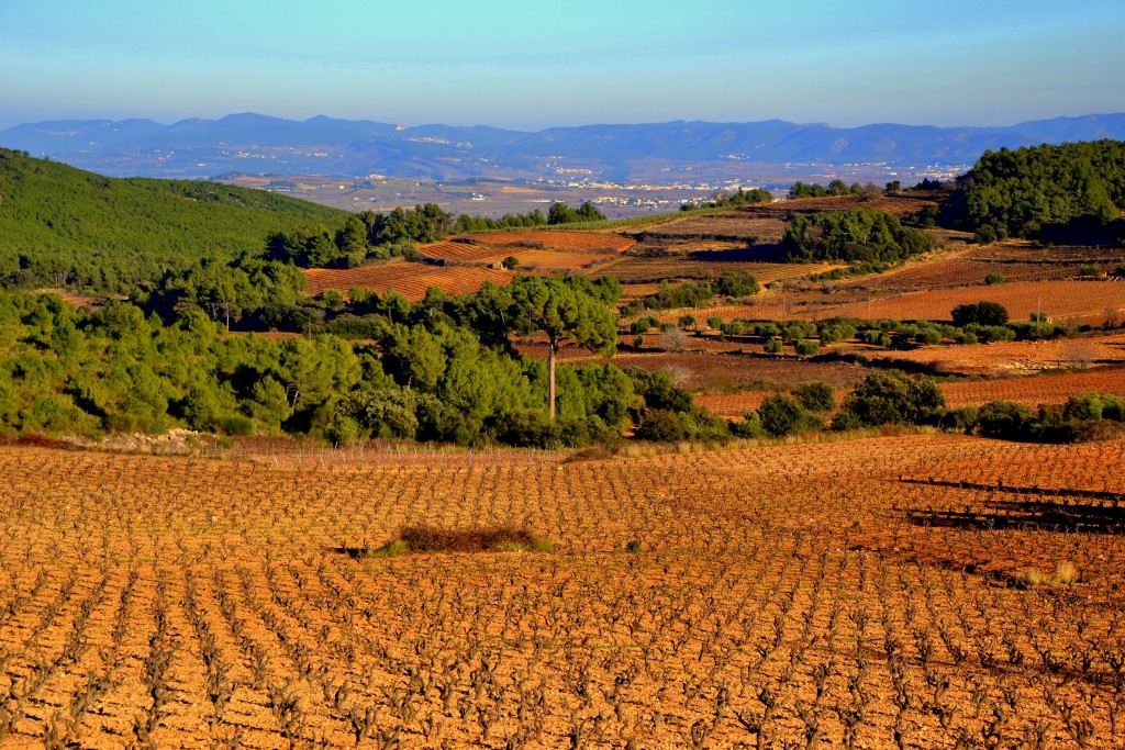 Foto: Paisaje del l'Alt Penedès. - Sant Martí Sarroca (Barcelona), España