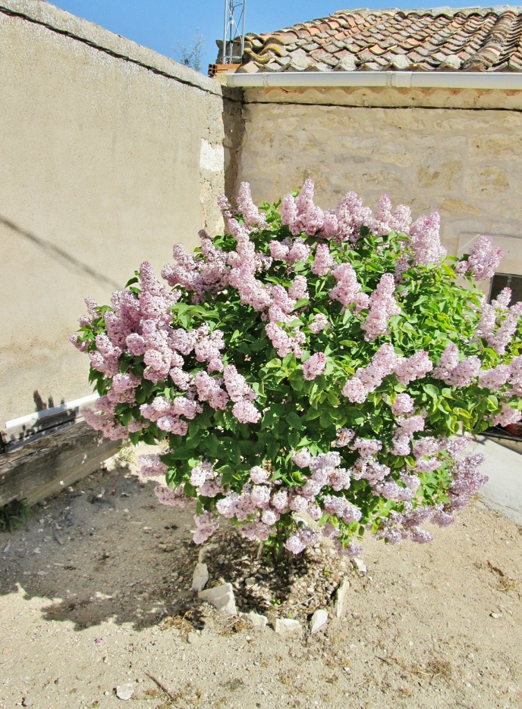 Foto: Recinto amurallado - Haza (Burgos), España