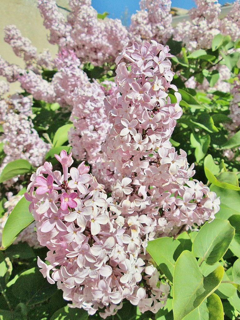 Foto: Recinto amurallado - Haza (Burgos), España