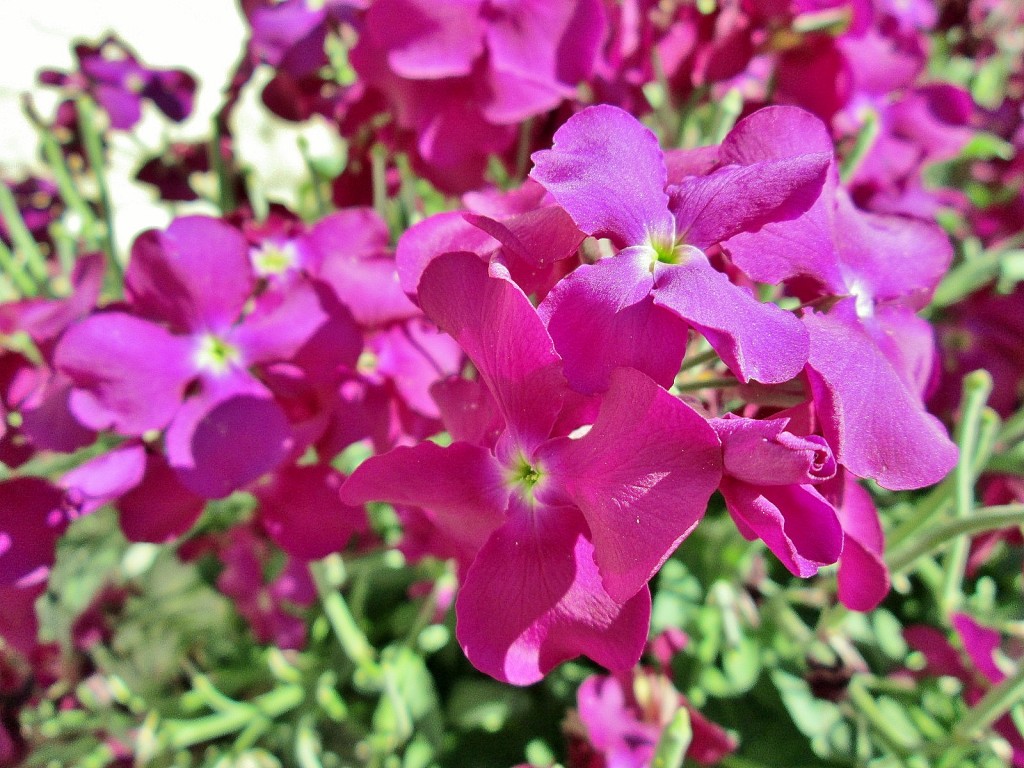 Foto: Recinto amurallado - Haza (Burgos), España