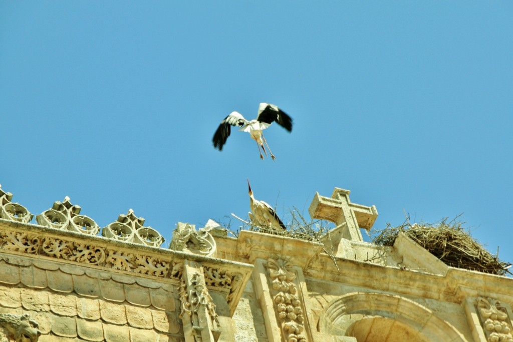 Foto: Cigüeñas - Aranda de Duero (Burgos), España