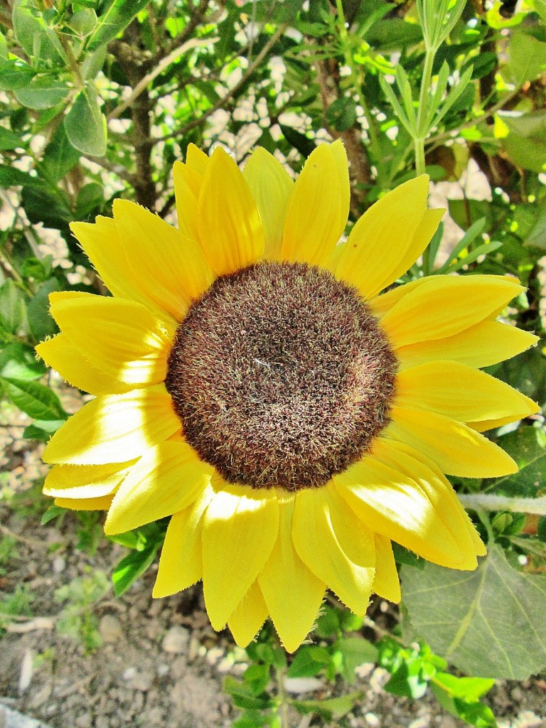 Foto: Primavera - Santo Domingo de Silos (Burgos), España