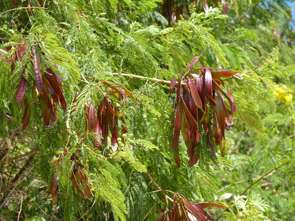 Foto: Paseo de la costanera - La Paz (Entre Ríos), Argentina