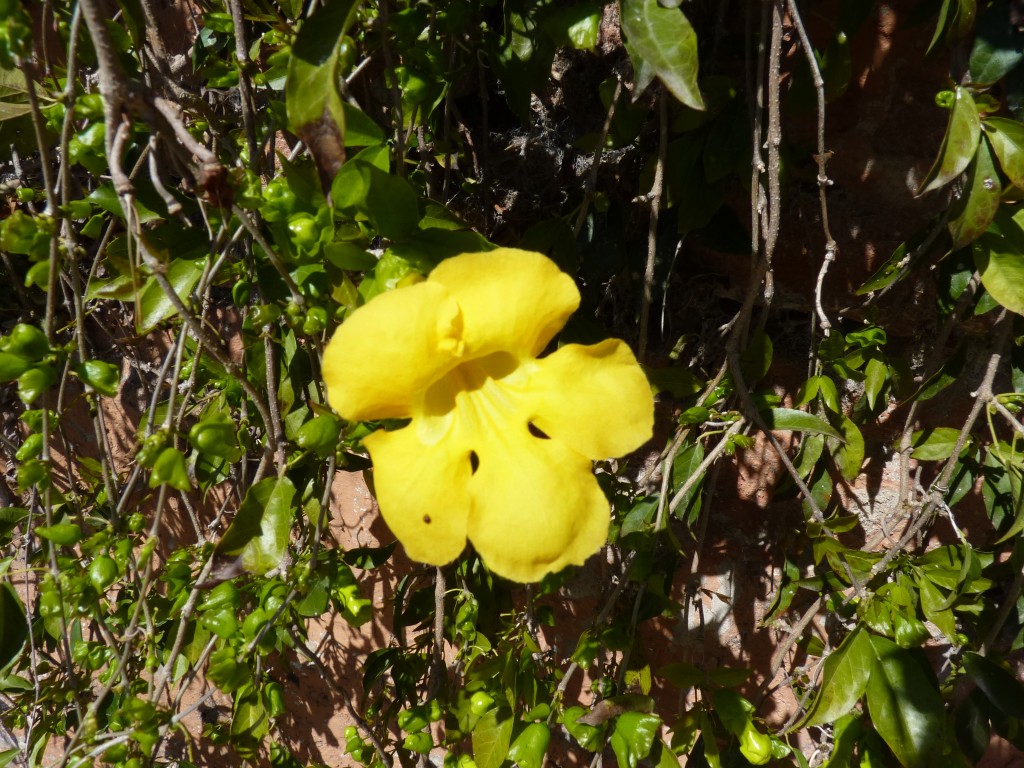 Foto: Paseo de la costanera - La Paz (Entre Ríos), Argentina