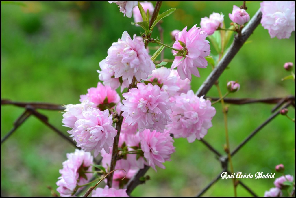 Foto de Quinta de Tilcoco (Libertador General Bernardo OʼHiggins), Chile