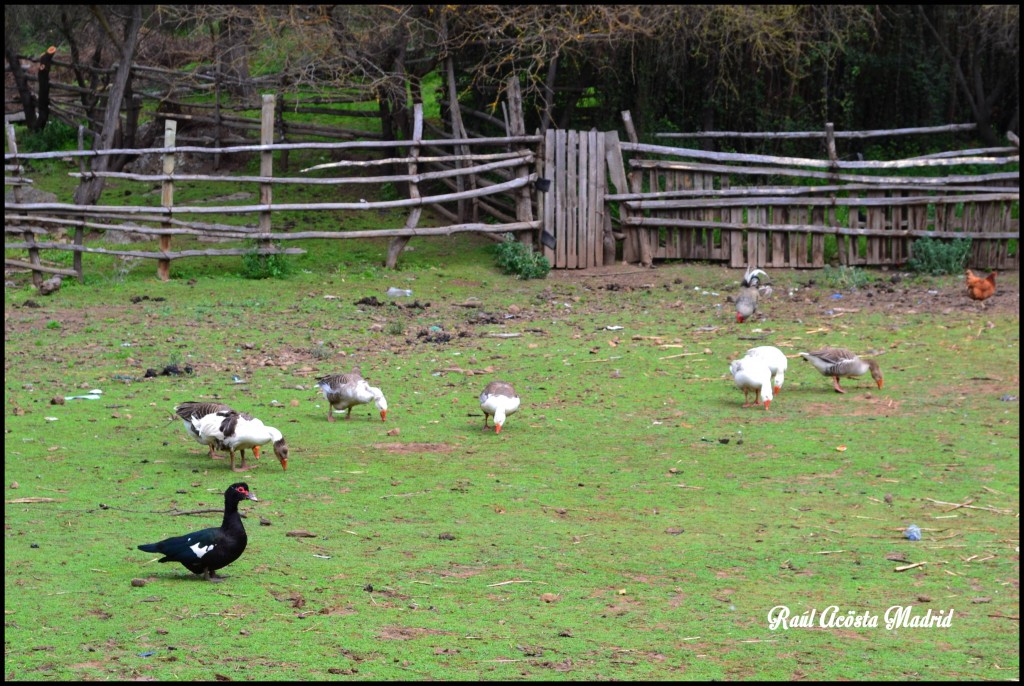 Foto de Quinta de Tilcoco (Libertador General Bernardo OʼHiggins), Chile
