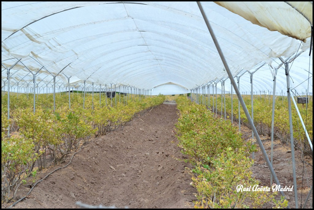Foto de Quinta de Tilcoco (Libertador General Bernardo OʼHiggins), Chile