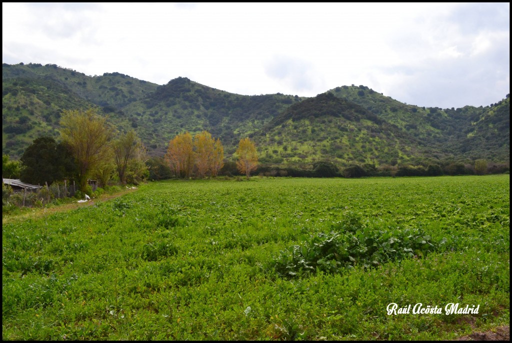 Foto de Quinta de Tilcoco (Libertador General Bernardo OʼHiggins), Chile