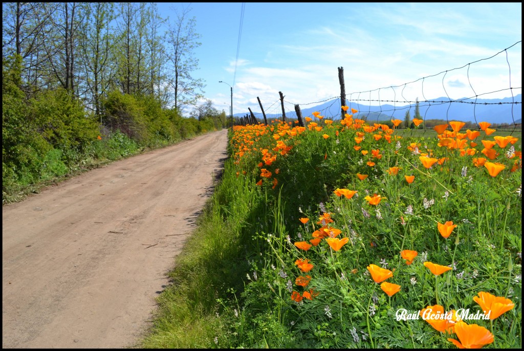 Foto de Coinco (Libertador General Bernardo OʼHiggins), Chile