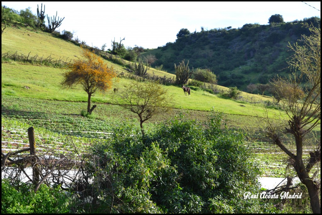 Foto de Coinco (Libertador General Bernardo OʼHiggins), Chile
