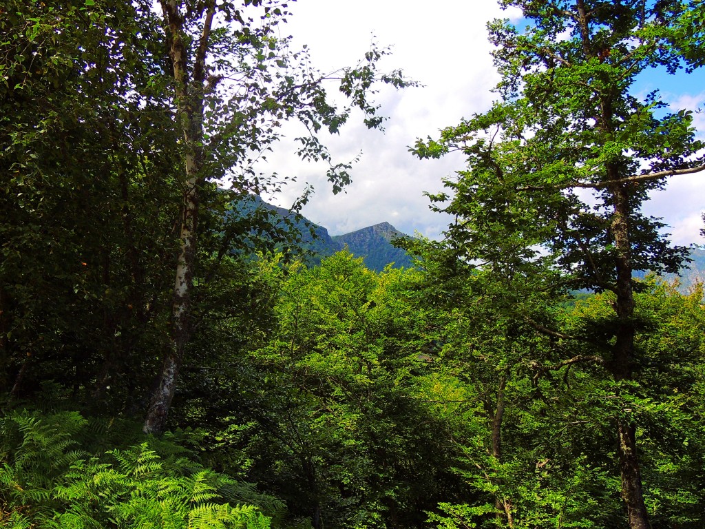 Foto de Parque del Ponga (Asturias), España