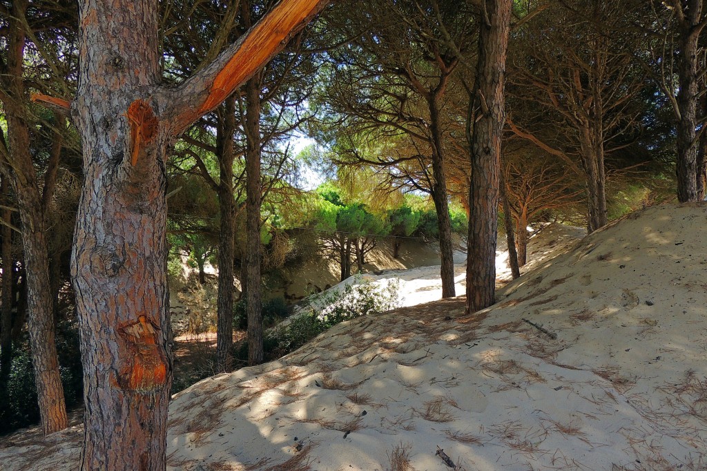 Foto de Punta Paloma (Cádiz), España