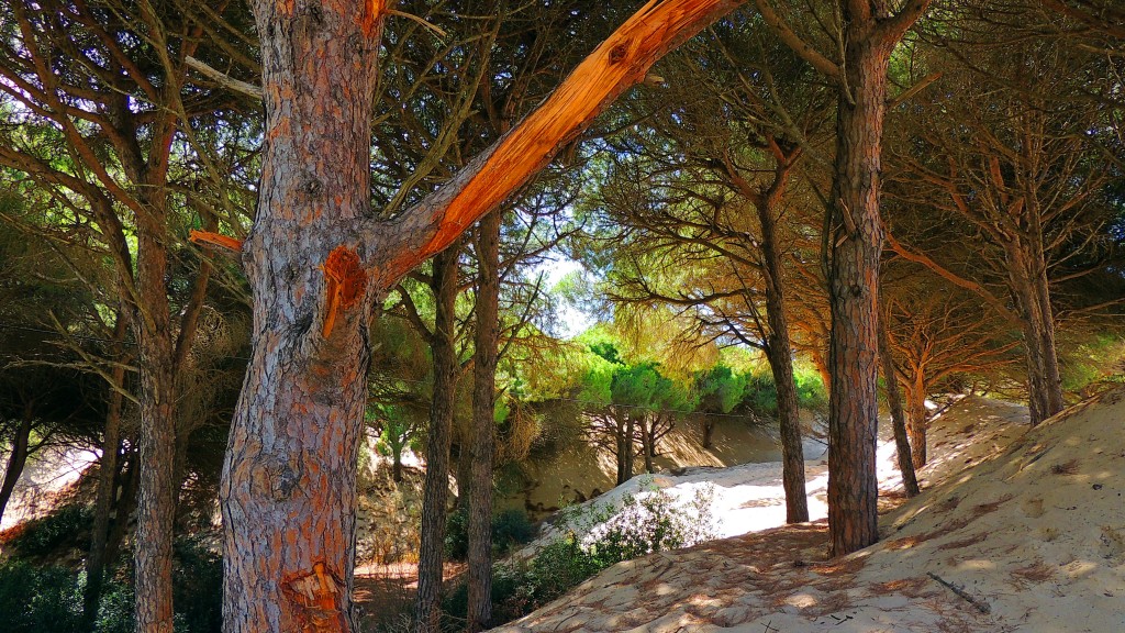 Foto de Punta Paloma (Cádiz), España