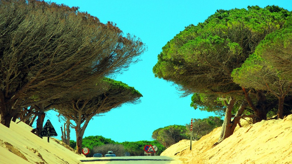 Foto de Punta Paloma (Cádiz), España