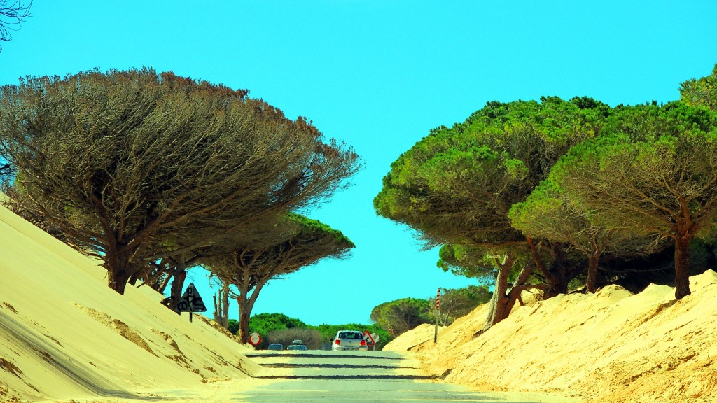 Foto de Punta Paloma (Cádiz), España