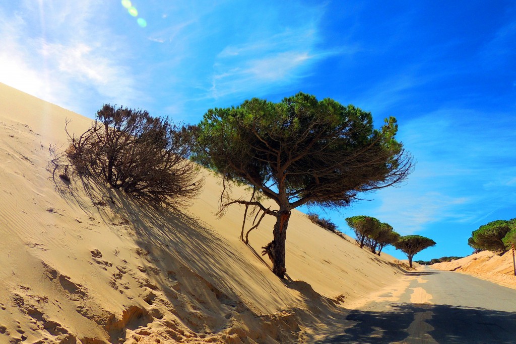 Foto de Punta Paloma (Cádiz), España